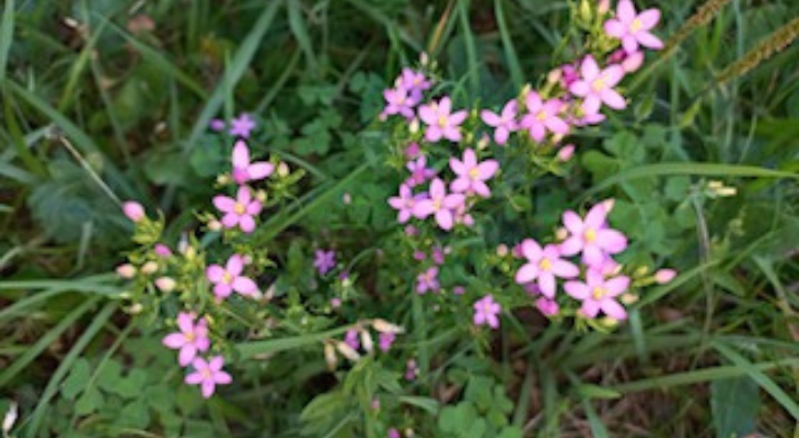 ZAKAJ NE ZMOREM REČI NE?