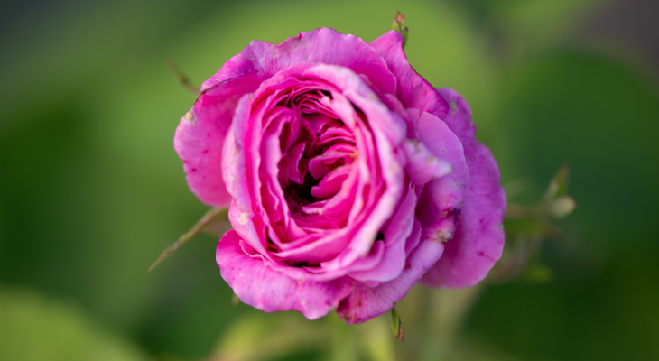 VRTNICA – ROSE. Kraljica med eteričnimi olji